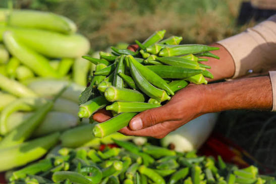 Lady's Finger(ঢেঁড়স)